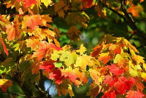 most colorful maple trees - autumn leaves