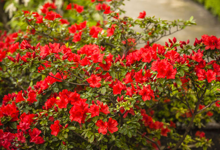 autumn fire encore azalea