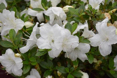 autumn angel encore azalea