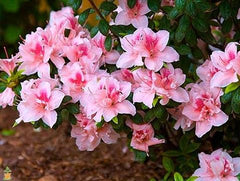 autumn belle encore azalea