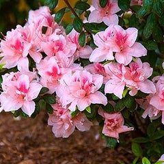 autumn belle encore azalea