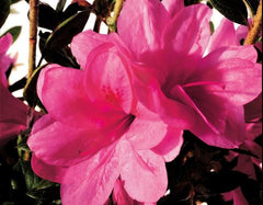 autumn empress encore azalea