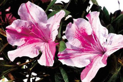 autumn twist encore azalea