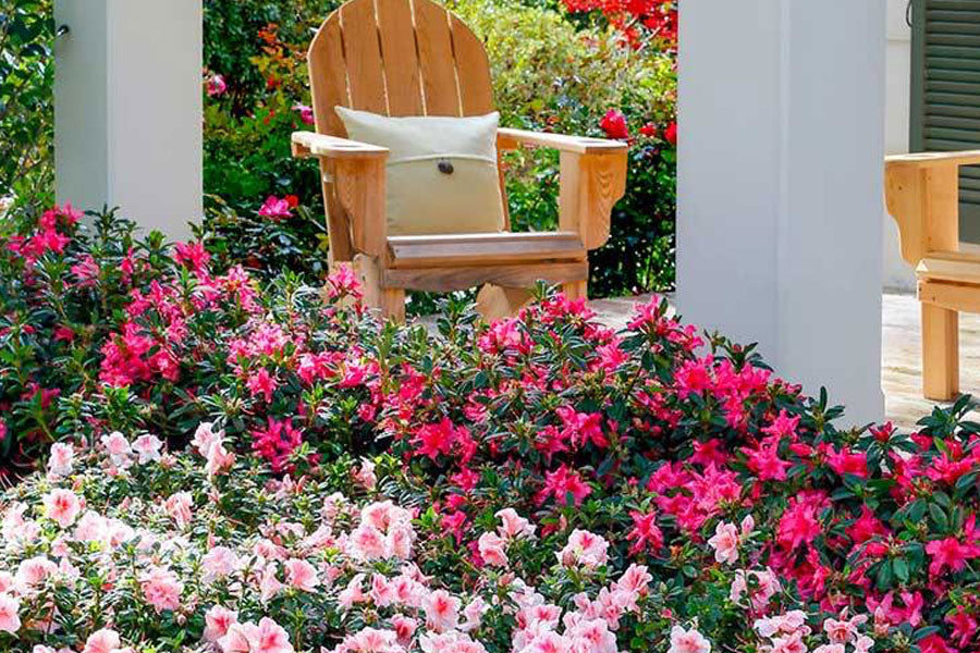 Azaleas around porch