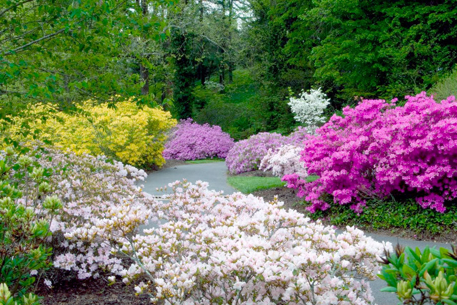 azaleas