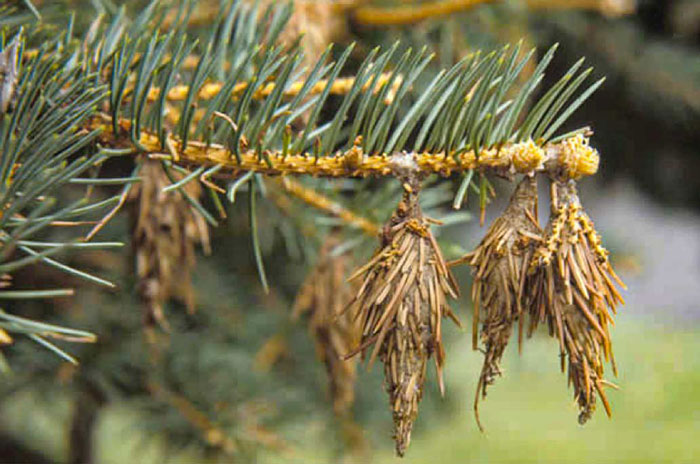 how to get rid of bagworms on evergreens