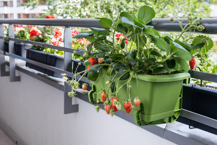 balcony gardening