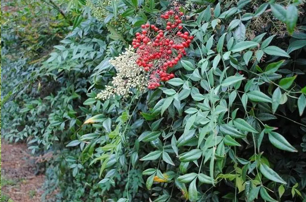 heavenly bamboo nandina