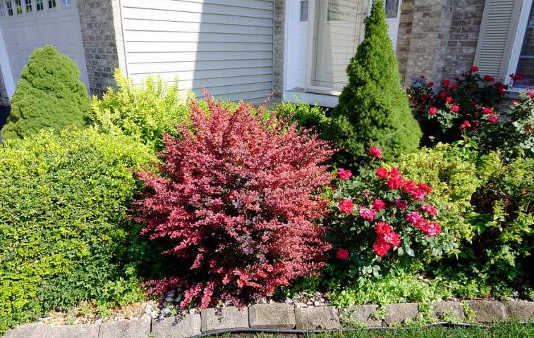 how to plant barberry
