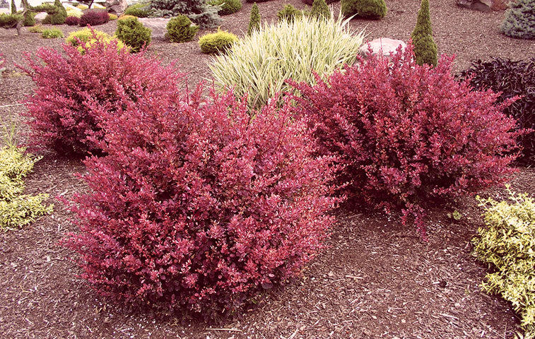 how to prune barberry shrubs