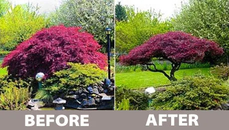 pruning japanese maples