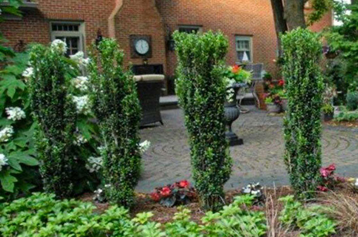 what are the best evergreen trees for tight spaces?