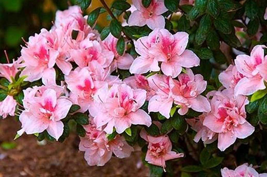 Bicolor Azaleas