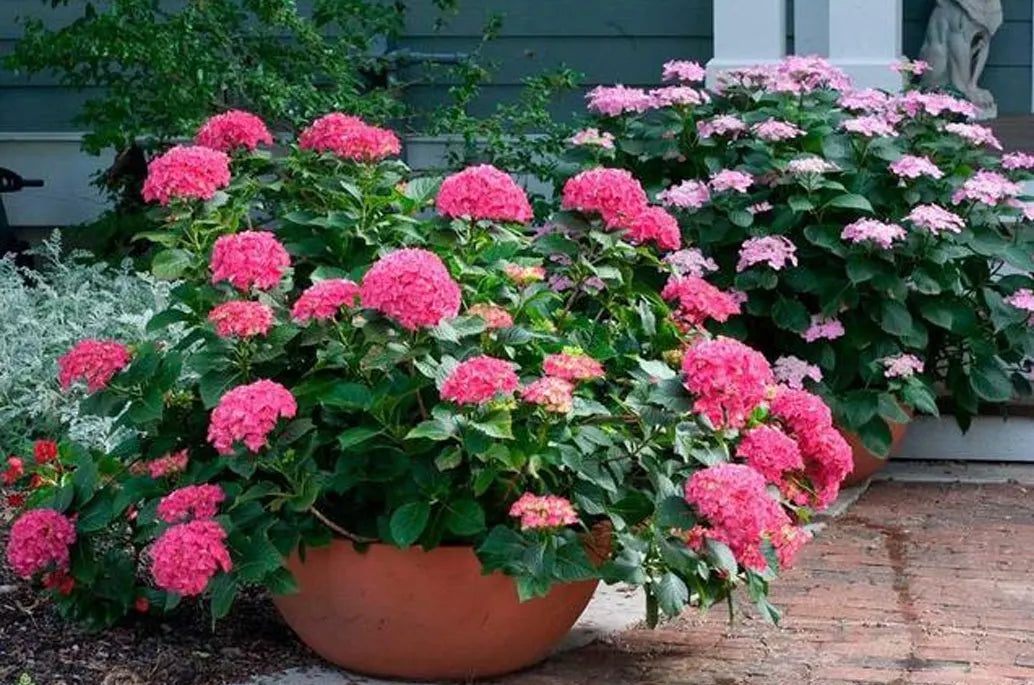 Big Leaf Hydrangeas