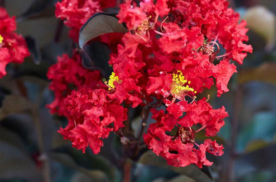 when do black diamond crape myrtles bloom?