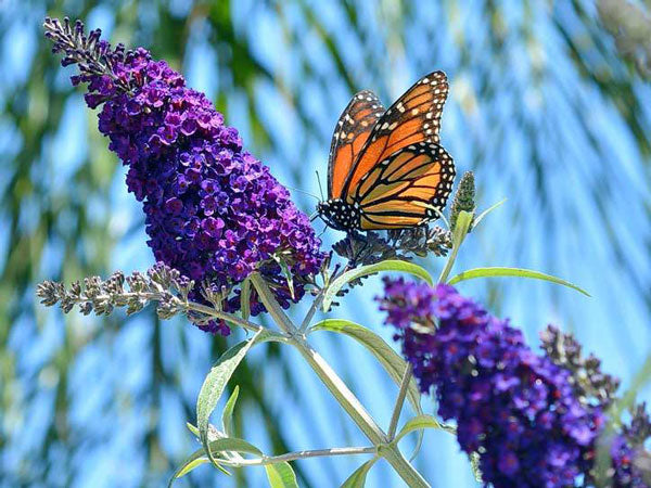 black knight butterfly bush