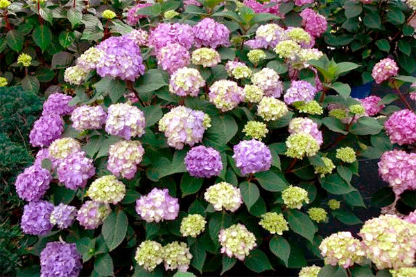 bloomstruck Hydrangea