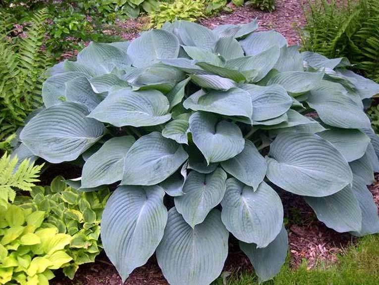 blue angel hosta