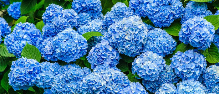 blue blooms