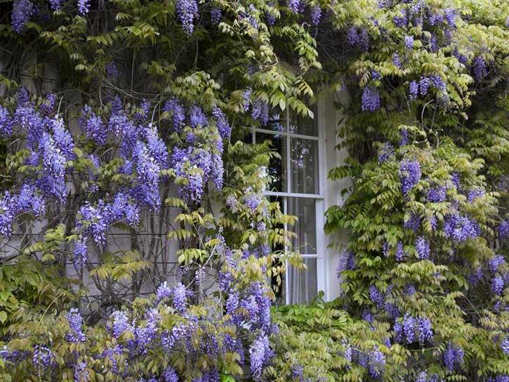 blue chinese wisteria vine