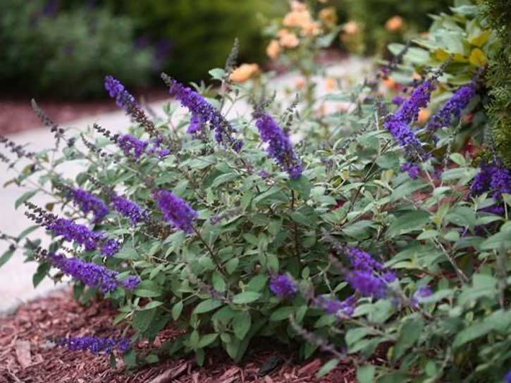 lo and behold blue chip jr butterfly bush