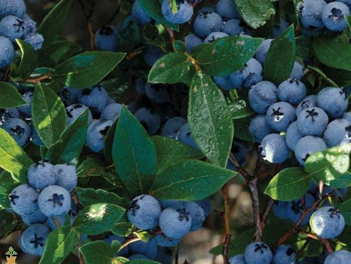 bluecrop blueberry bush