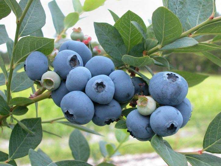 blueray blueberry bush