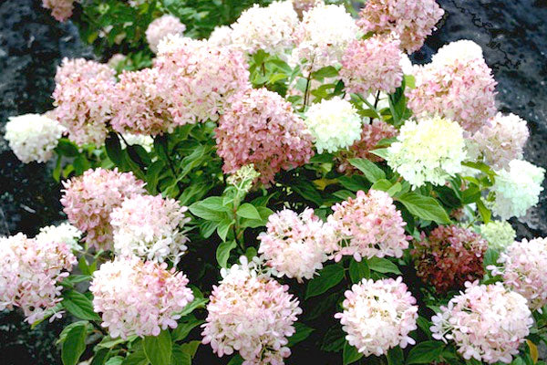 blushing bride Hydrangea