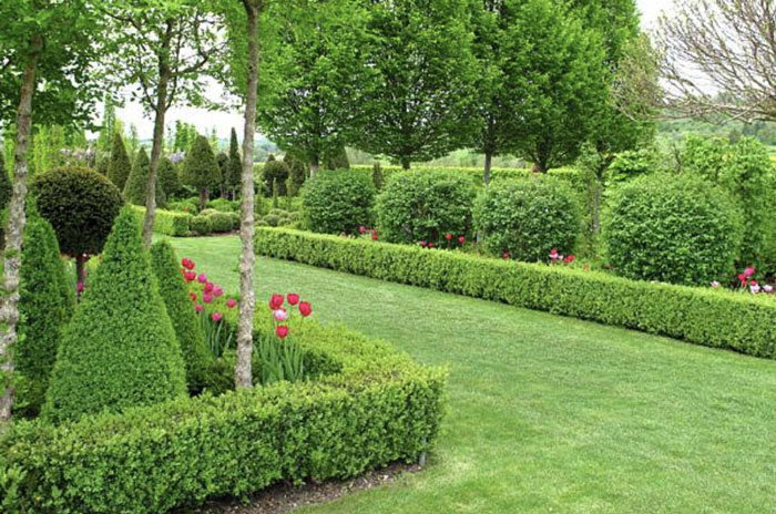 how to plant a boxwood hedge