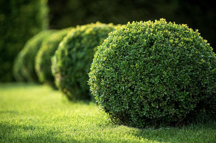 how to plant boxwoods