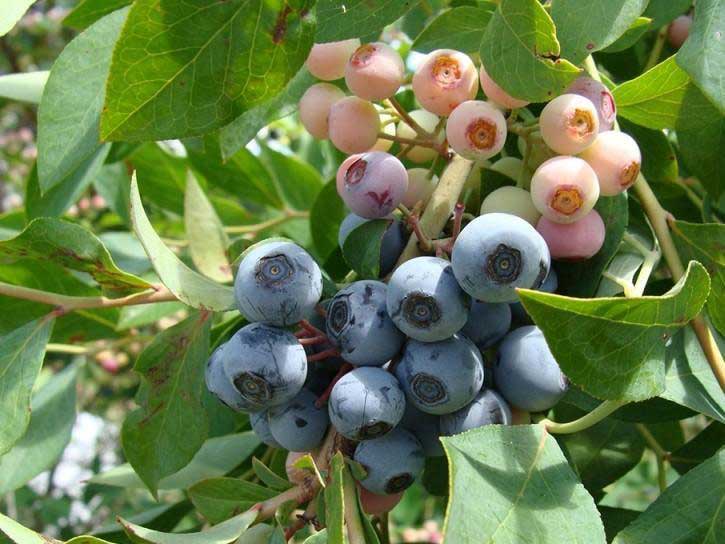 brightwell blueberry