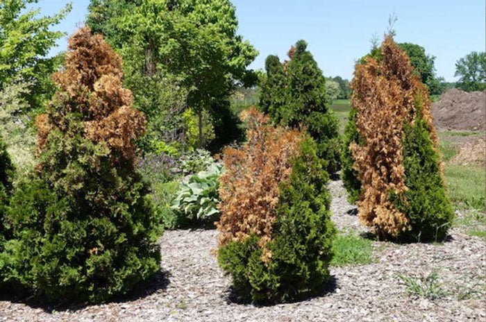 why are my evergreen trees turning brown?