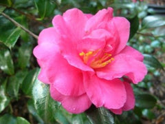 Shishi Gashira Camellia