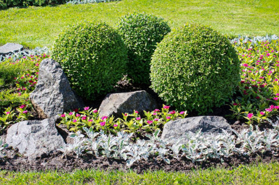 how to care for boxwoods