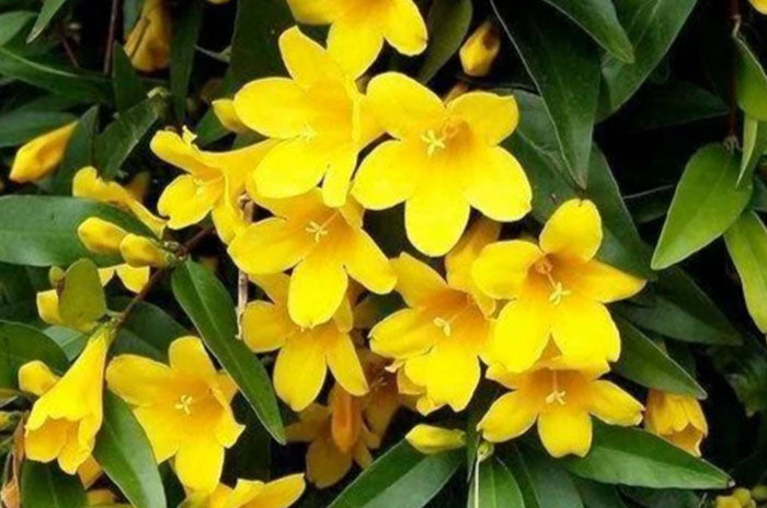 carolina yellow jessamine