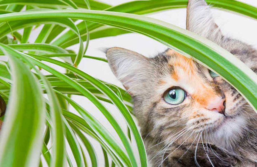 how to keep cats out of house and patio plants?