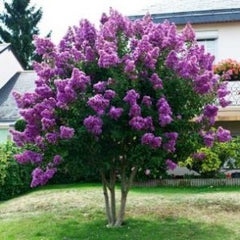 Purple Crape Myrtle Tree