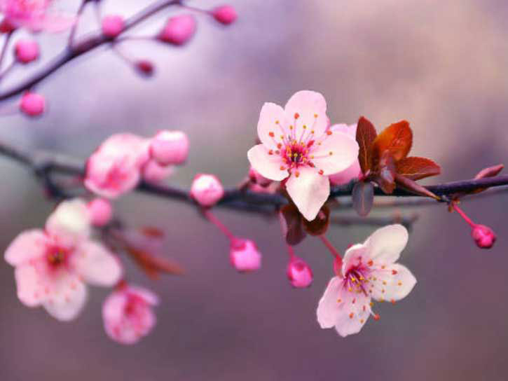 cherry fruit tree in bloom