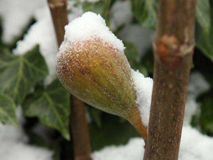 chicage hardy fig tree