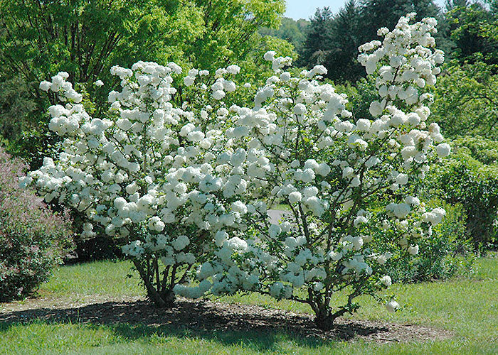 common snowball bush