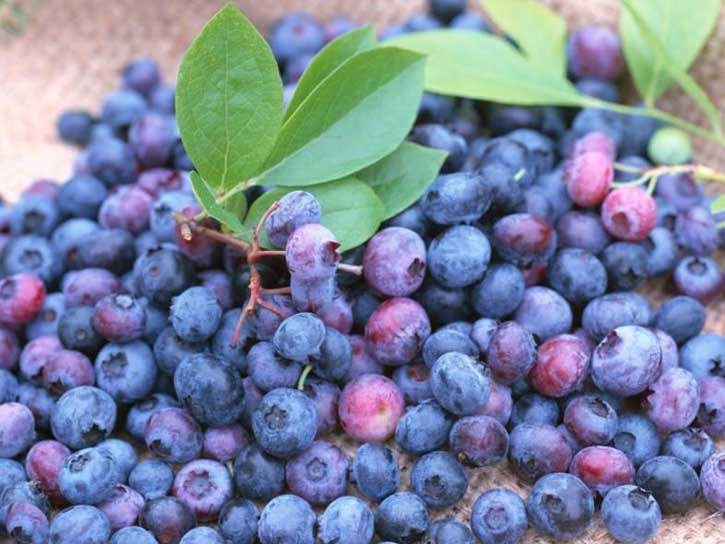 climax blueberry bush