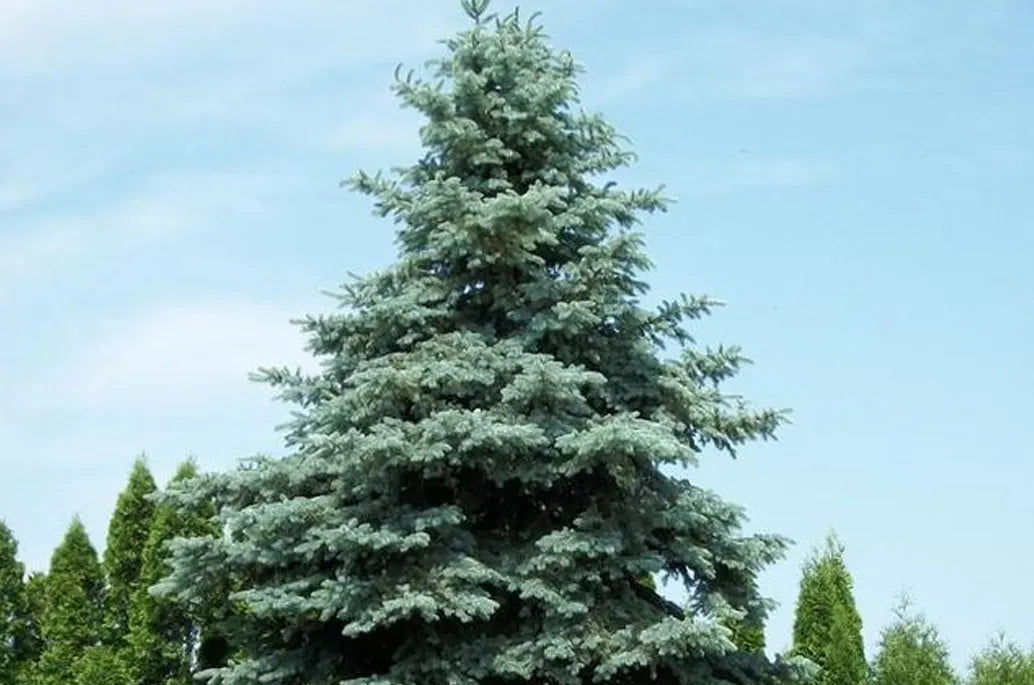 colorado blue spruce
