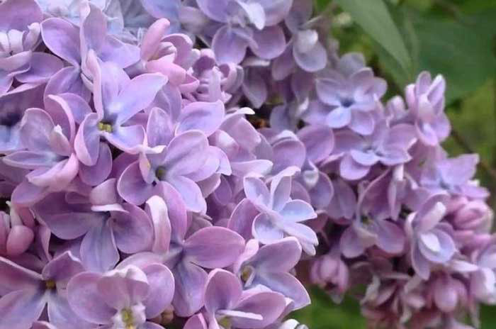 common lilac