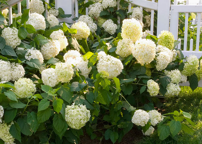 common snowball bush