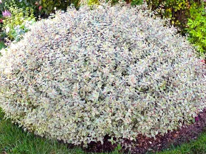 confetti abelia