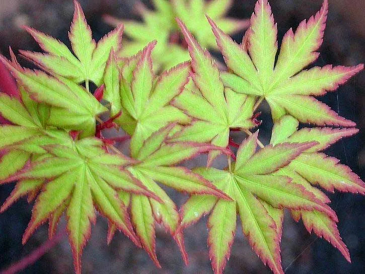 Coral Bark Japanese Maple