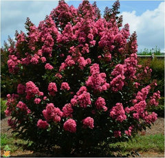 Dwarf Crape Myrtle Tree