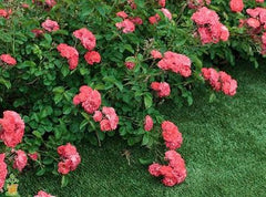 coral drift roses