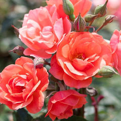 coral knockout roses