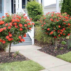 coral rose tree - trees that flower in summer